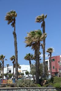 Low angle view of palm trees against clear blue sky