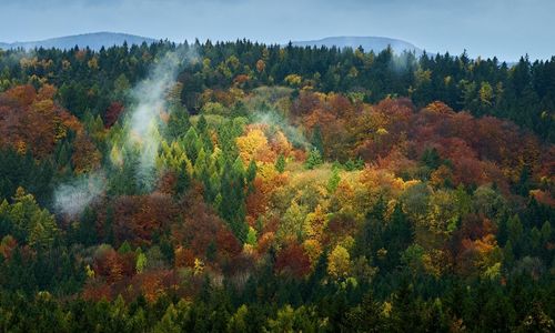 Scenic view of trees against sky