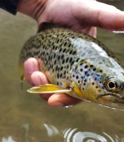 Close-up of hand holding fish