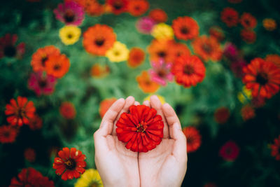 Close-up of hand holding flowering plant