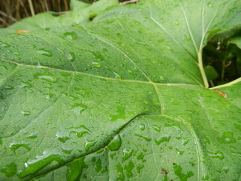 Close-up of raindrops on leaves