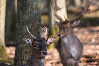 Deer and stock close-up with zoom lens in forest