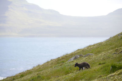 Scenic view of artic fox with sea and mountains in iceland