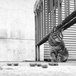 Cat sitting on street by metallic barricade