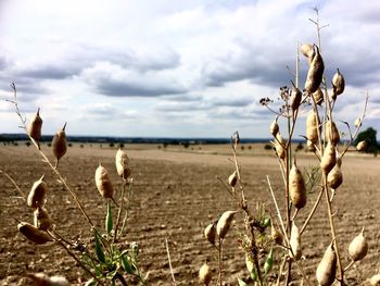 Plants on field against sky