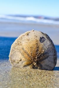 Close-up of seashell on beach