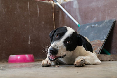 Portrait of dog relaxing on floor