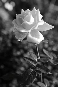Close-up of rose plant