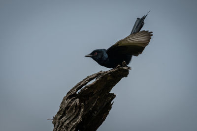 Fork-tailed drongo takes off from dead tree
