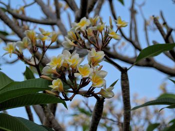 Low angle view of yellow flowering plant