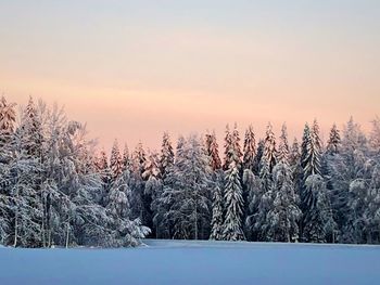 Trees on snow covered field against sky during sunset