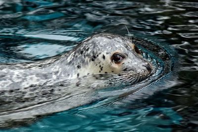 Seal swimming in pond at zoo