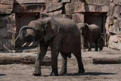 View of elephant in zoo