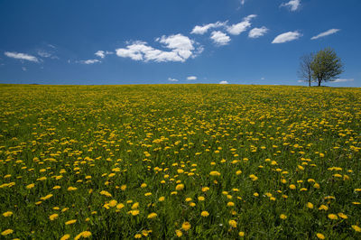 Yellow flowers growing on field against sky