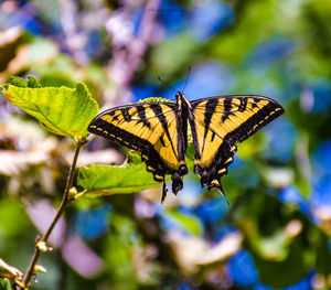 Close-up of butterfly pollinating on flower