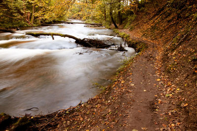 Stream flowing amidst trees in forest