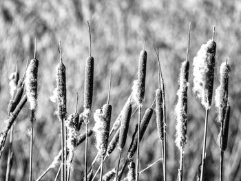 Close-up of stalks in field