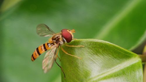 Close-up of butterfly on flower