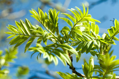 Low angle view of leaves growing on plant against sky