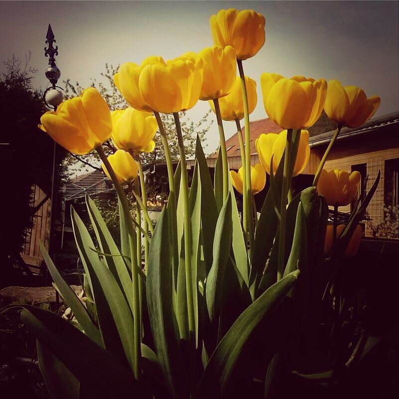 flower, yellow, fragility, petal, freshness, growth, plant, stem, flower head, tulip, beauty in nature, nature, close-up, blooming, leaf, no people, vase, sunlight, in bloom, indoors