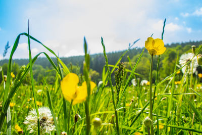 Close-up of yellow flowering plants on field