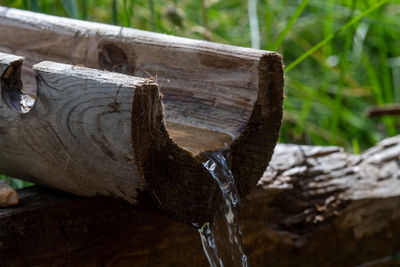 Close-up of log on wood in forest