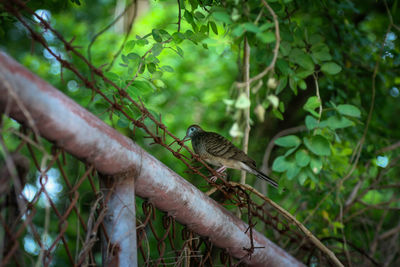 Side view of a bird on branch