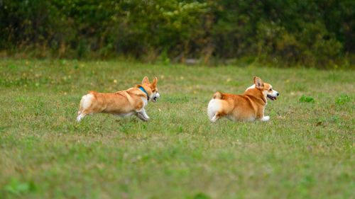 Two dogs on grassy field