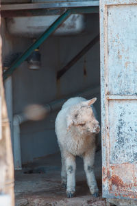 Close-up of a goat