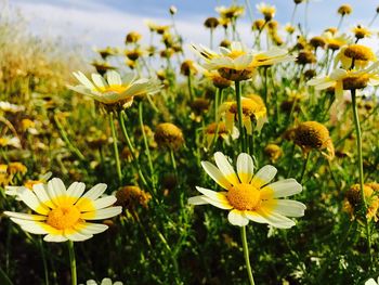 Close-up of yellow flowers blooming on field
