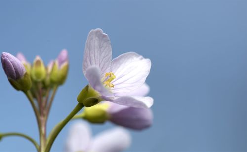 Close-up of white flower against blue sky