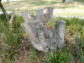 View of tree stump in field