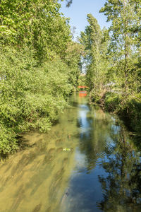 River amidst trees in forest