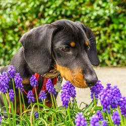 Close-up of dog on purple flower