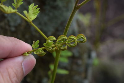 Close-up of hand holding plant