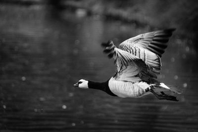 Side view of a bird flying over water