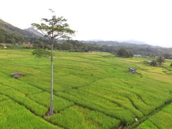 Scenic view of agricultural field against sky