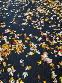 High angle view of autumn leaves fallen on plant