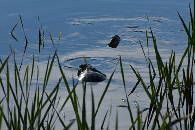 Birds swimming in lake