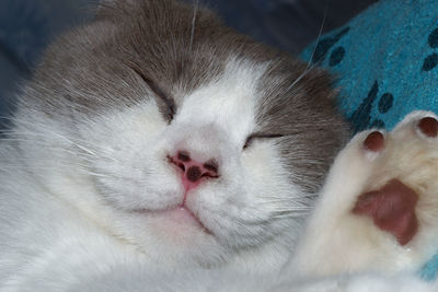 Close-up of cat sleeping