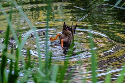 Duck swimming in lake