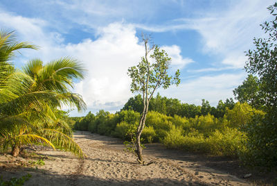 Plants and trees against sky