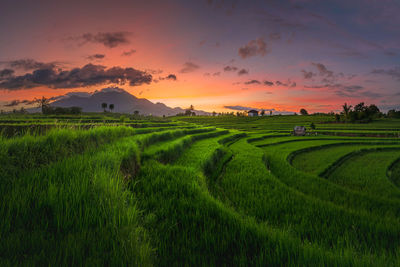 Nature portrait of rice fields and mountains in rural indonesia with sunrise