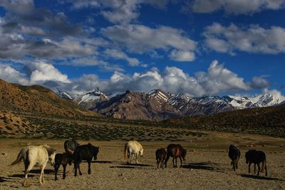 Horses on field against sky