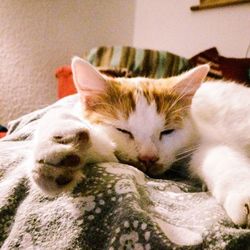 Close-up of cat sleeping