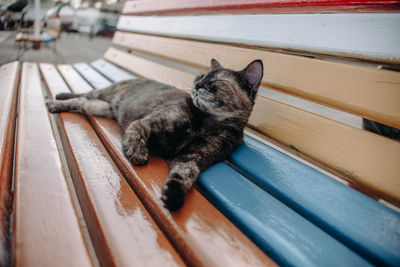 Close-up of cat sitting on wood