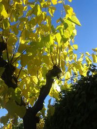 Low angle view of tree against sky