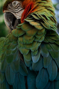 Close-up of a parrot macaw