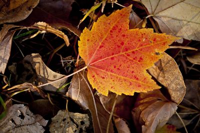 Close-up of maple leaves