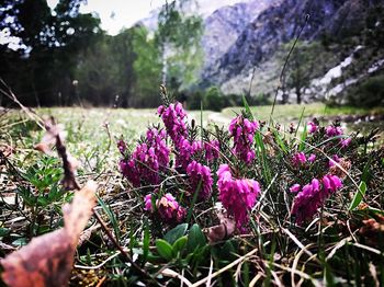 Close-up of purple flowers blooming on field